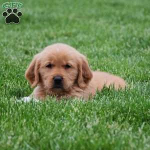 Malibu, Golden Retriever Puppy